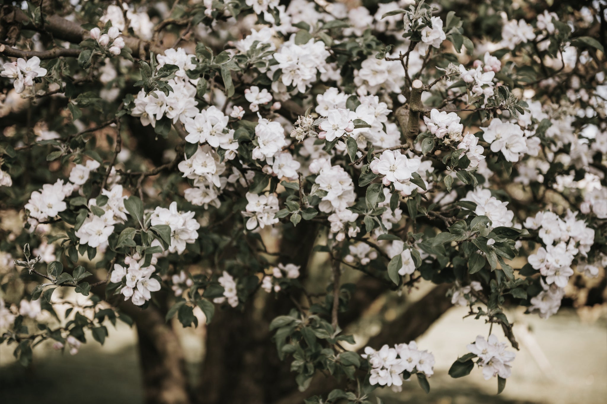 Levensboom Lydie Vercambre